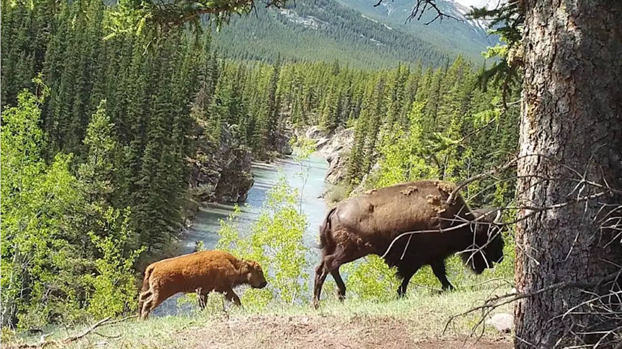 Banff National Park considers next steps for bison herd reintroduced into backcountry