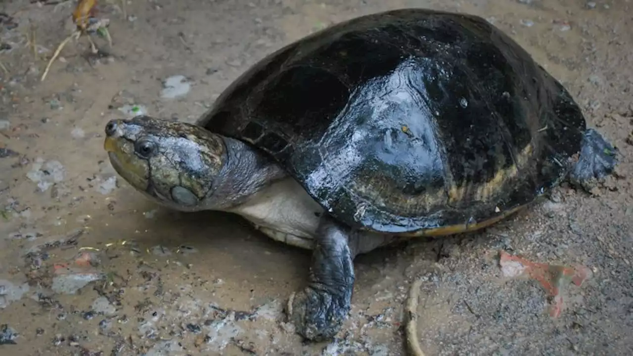 Over 50 species previously thought to be mute make sounds, according to a new study | CNN