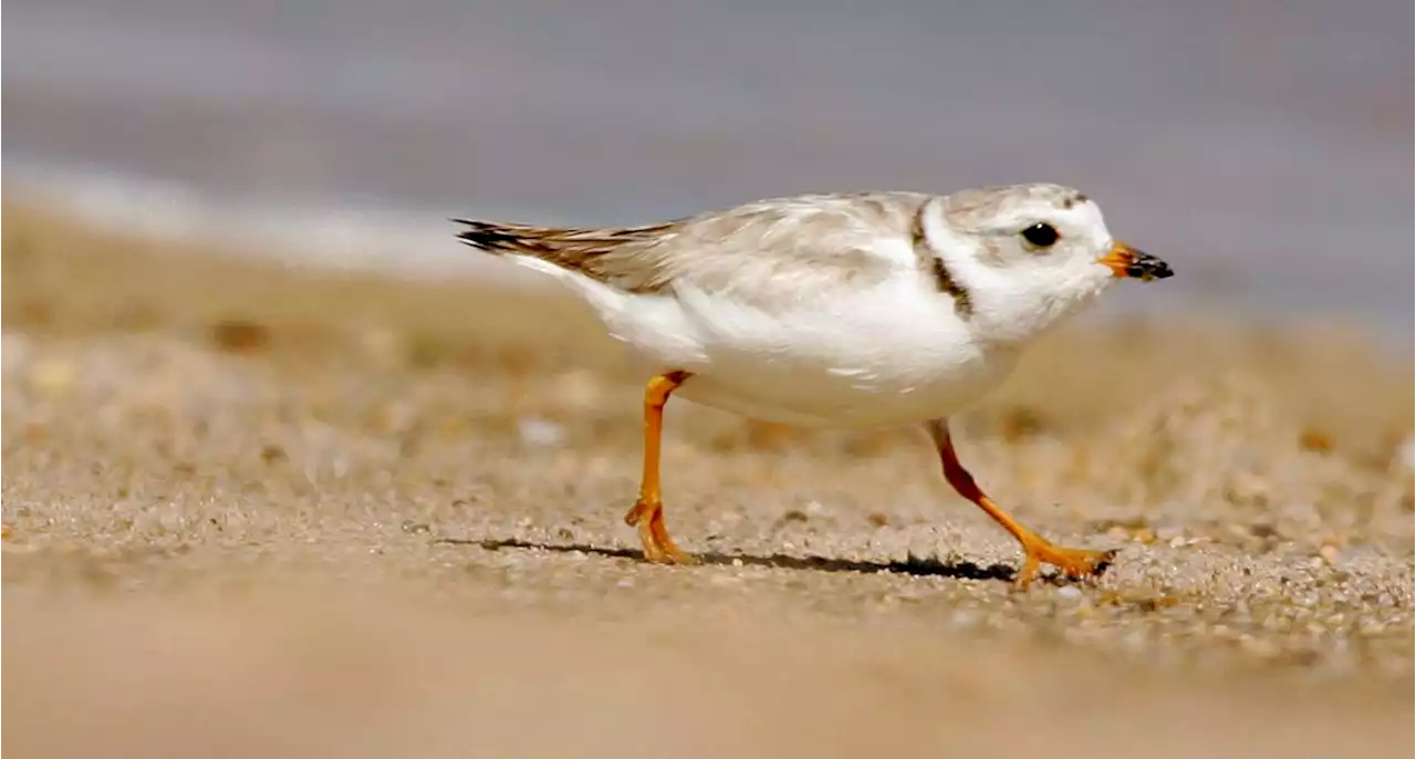 Environmental group takes federal government to court over rules meant to protect endangered shorebird