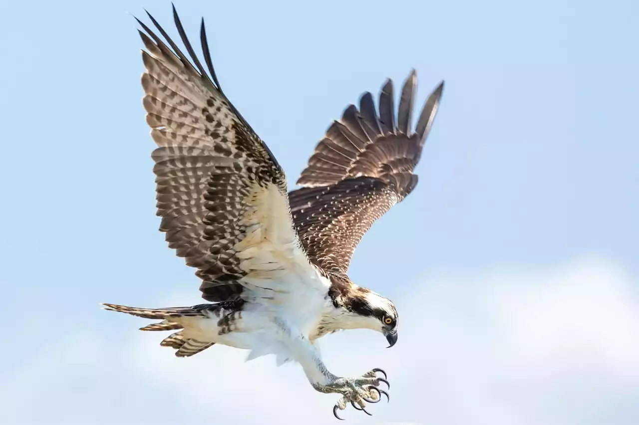 Vidéo : un oiseau vole l'AirPod de ce journaliste en plein direct à la TV !