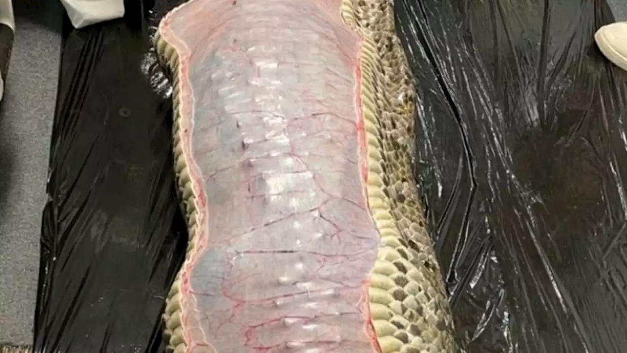 Viral video reveals entire alligator inside Burmese python's stomach in Florida