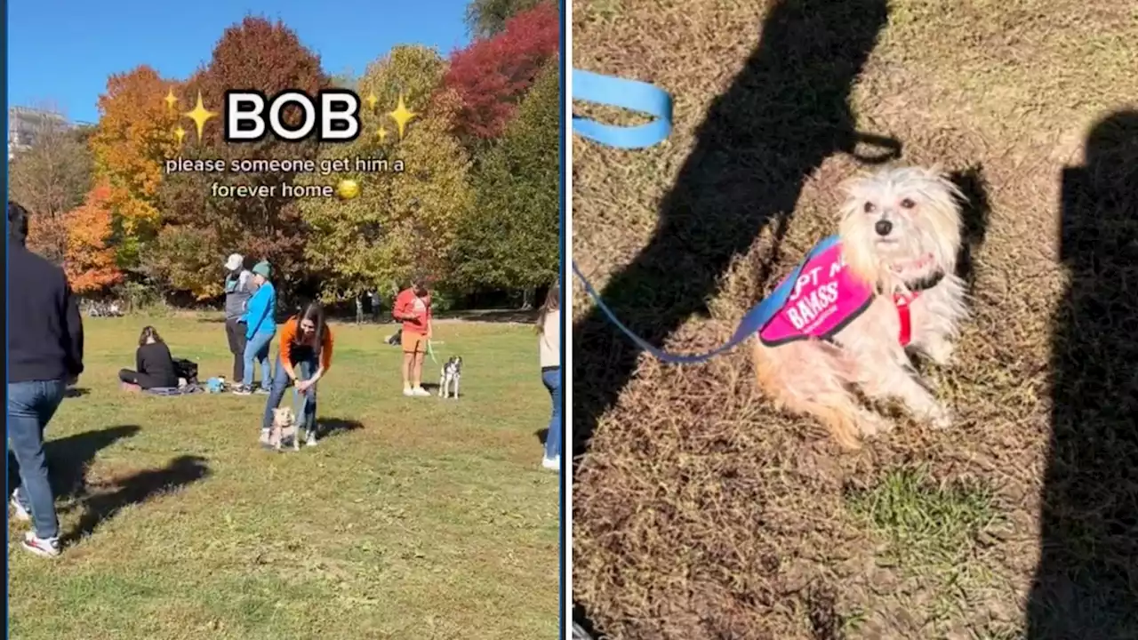 Bob The Shelter Dog Goes Viral After Not Being Chosen For Adoption