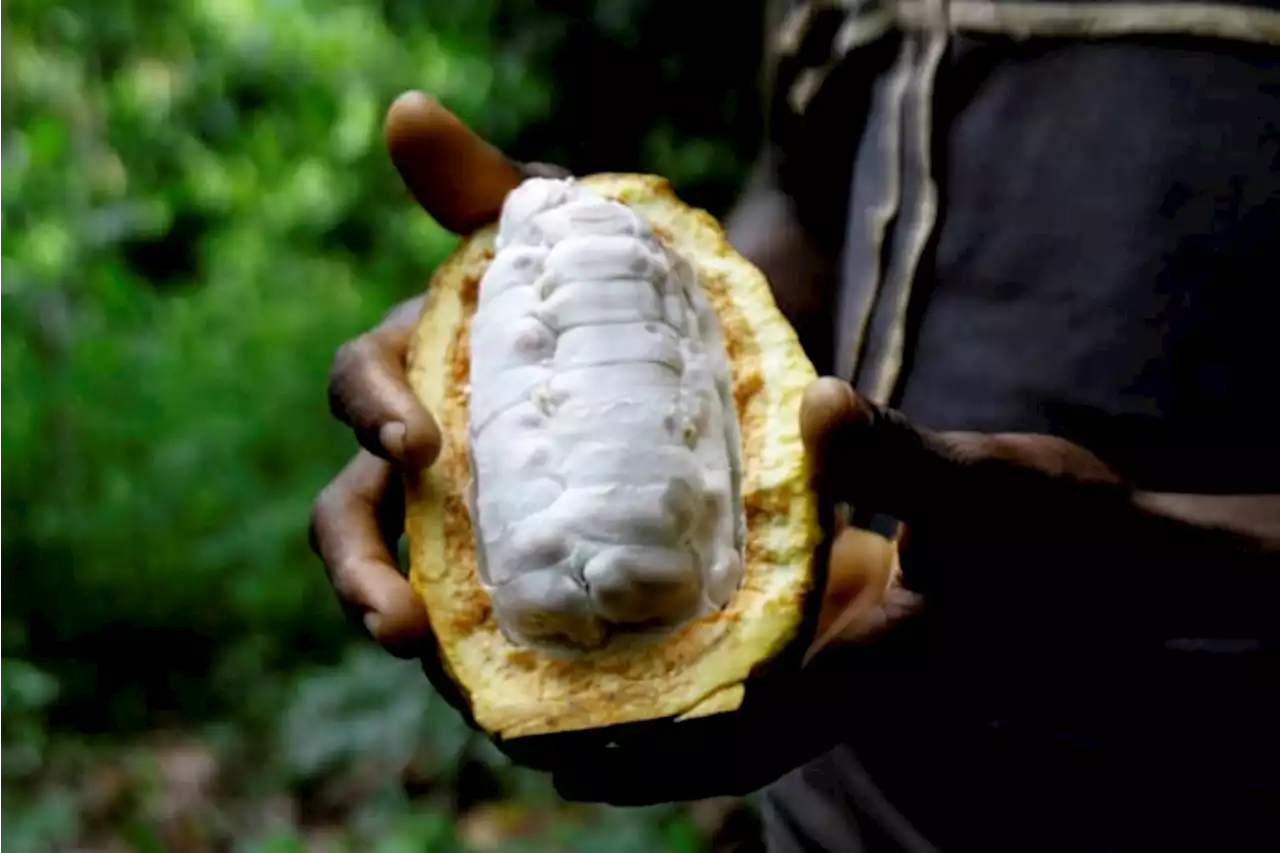 Cocoa farmers fear climate change lowering crop production