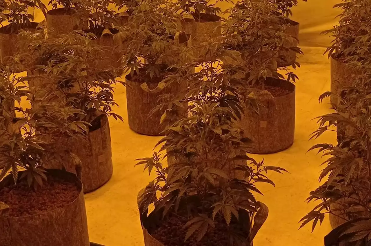 East Leeds police seize cannabis plants shaped like 'Christmas trees' from home in village