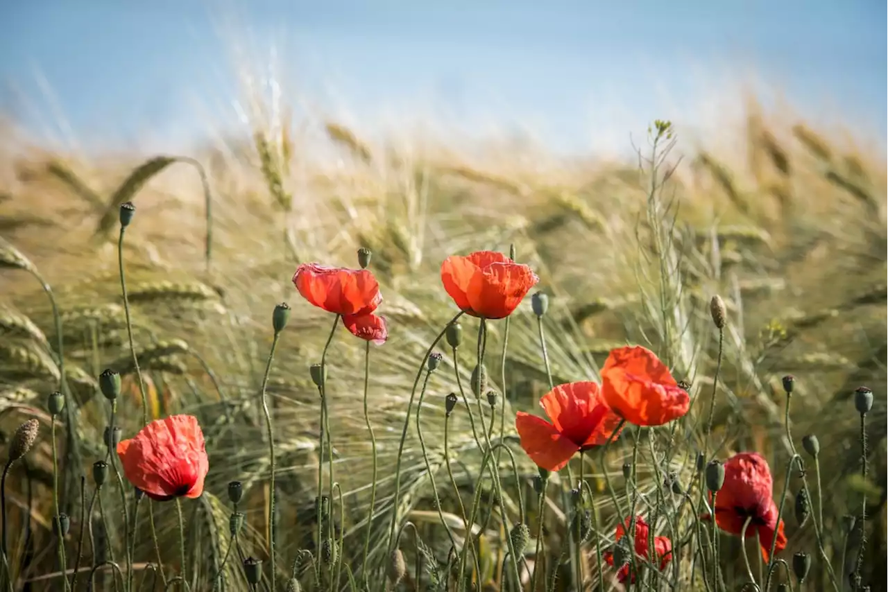 How to watch the Remembrance Sunday parade this weekend