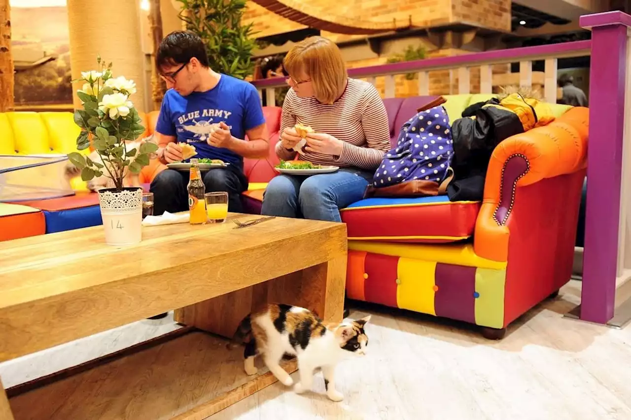 Popular Yorkshire cat cafe to reopen in December four months after roof collapses