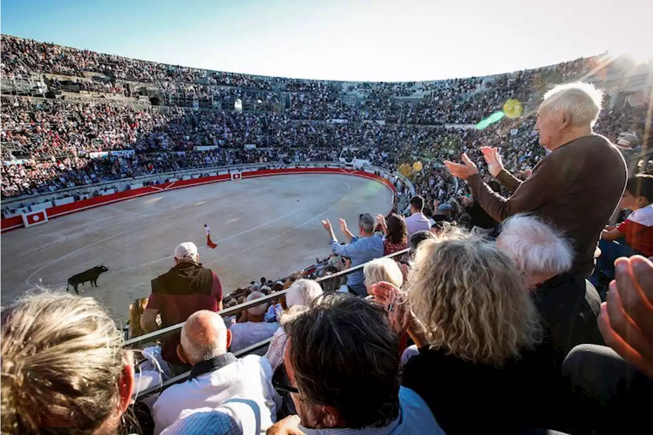 Corrida : à Nîmes, la tradition taurine ne veut pas mettre genou à terre