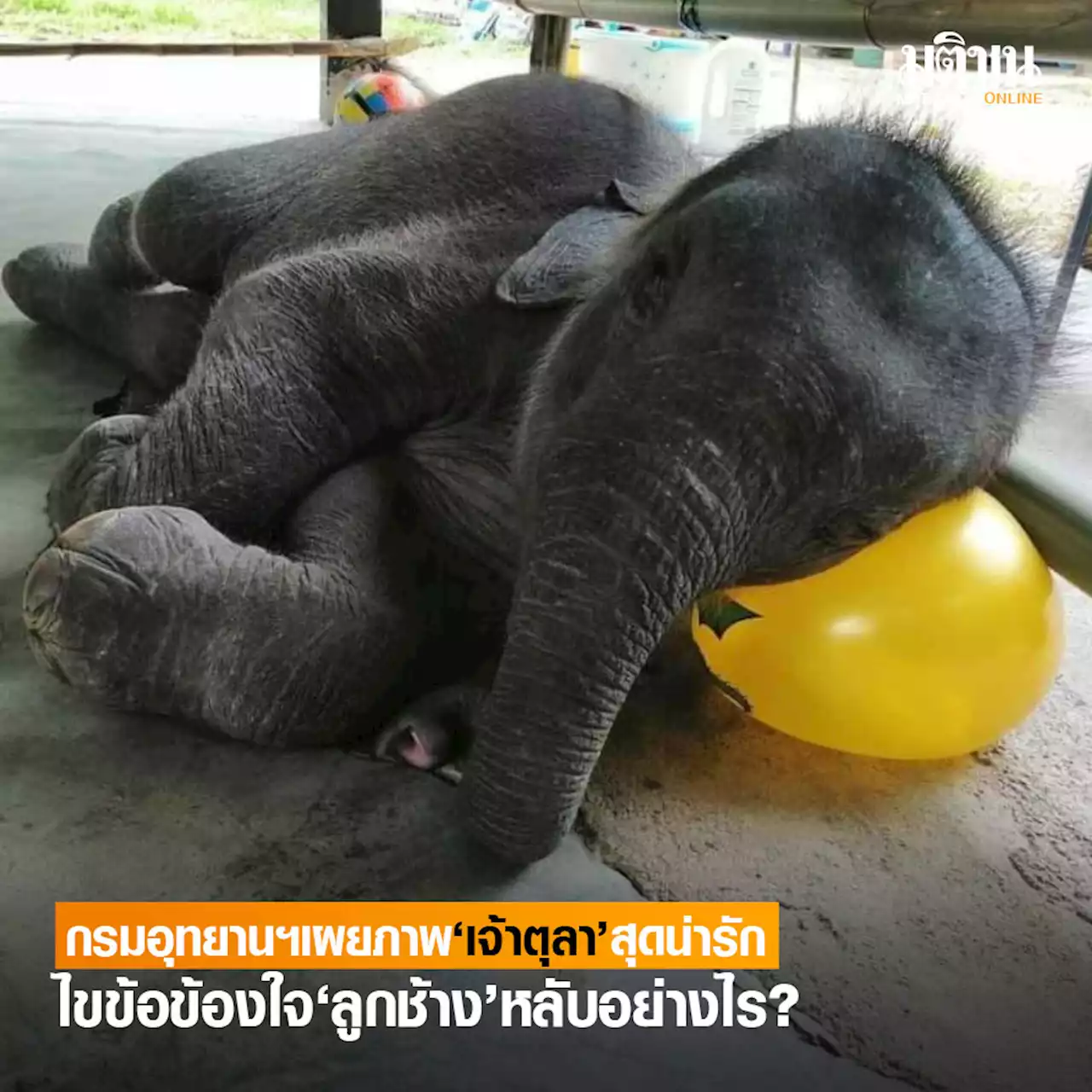 กรมอุทยานฯ เผยภาพ 'เจ้าตุลา' สุดน่ารัก พร้อมไขข้อข้องใจ 'ลูกช้าง' หลับอย่างไร?