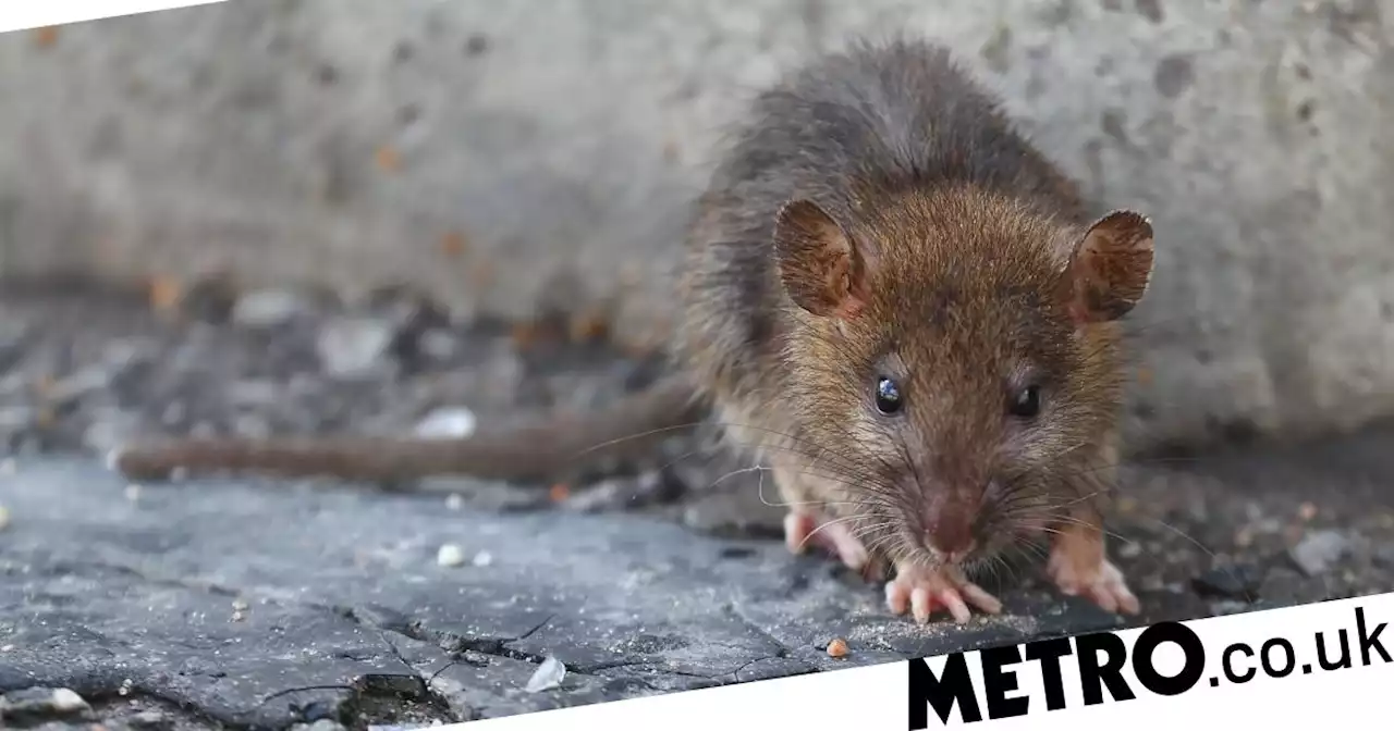 Rats have rhythm and love to dance to Lady Gaga