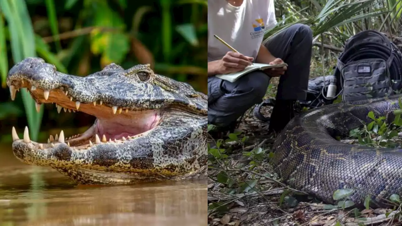 [VIDEO]: Encontraron a caimán prácticamente intacto dentro de una pitón, así fue la necropsia