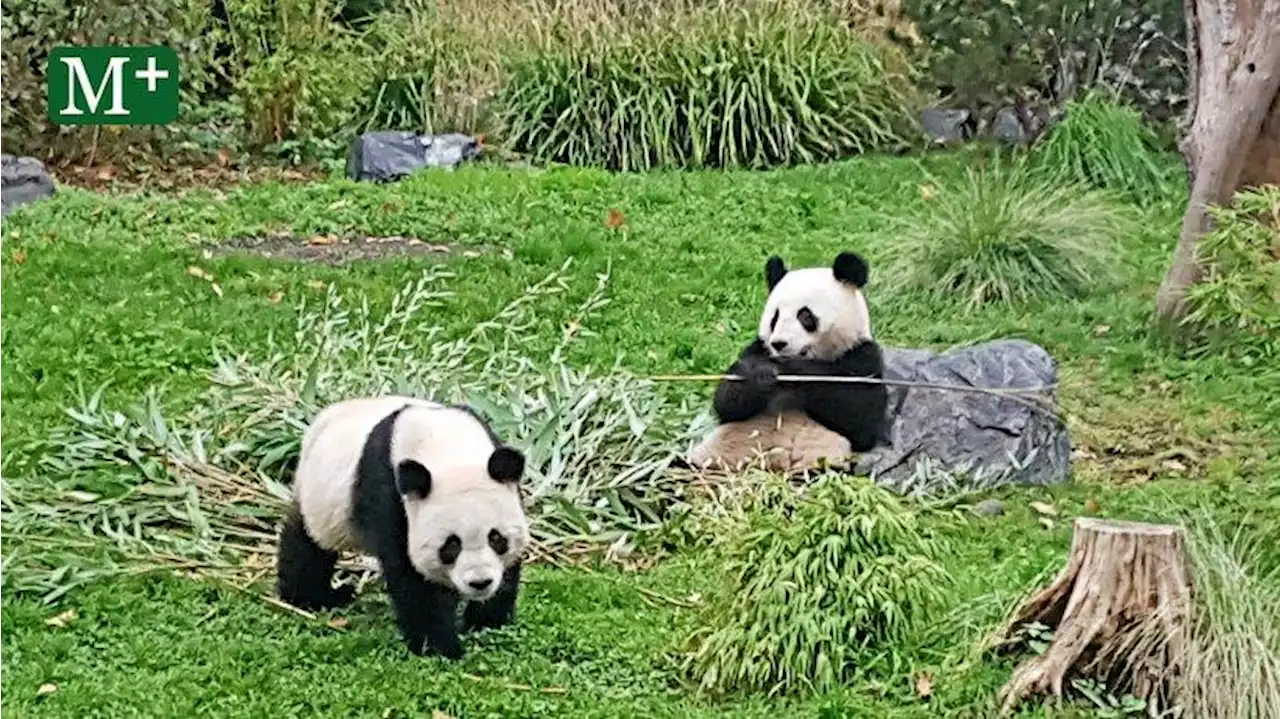 Zoo Berlin: Noch ein Weihnachten in Deutschland für Pandas Pit und Paule