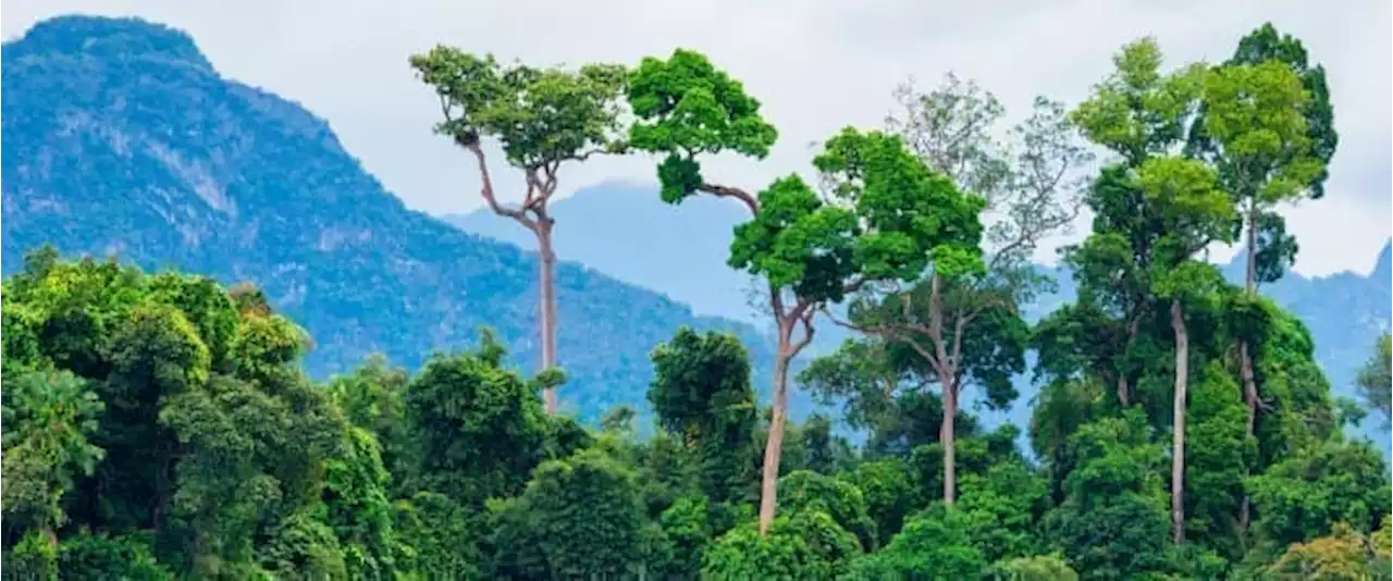 Rainforests Emerge As Key Sources Of Carbon Credits In Emerging Markets | OilPrice.com