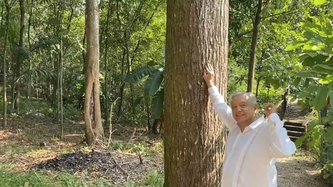 'Escuchen las guacamayas': con este video AMLO agradeció las felicitaciones por su cumpleaños