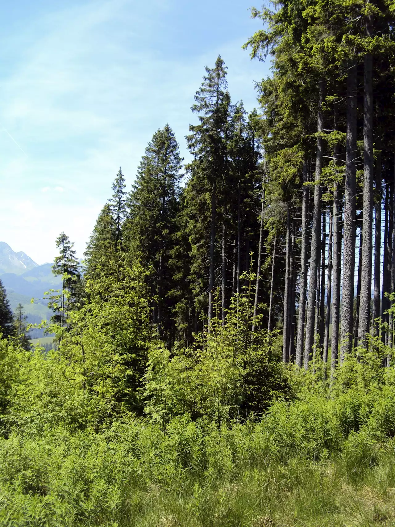 EU startet fünf Waldpartnerschaften - Schweizer Bauer