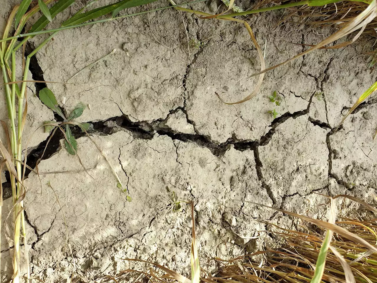 Qualität landwirtschaftlicher Fläche geht drastisch zurück - Schweizer Bauer