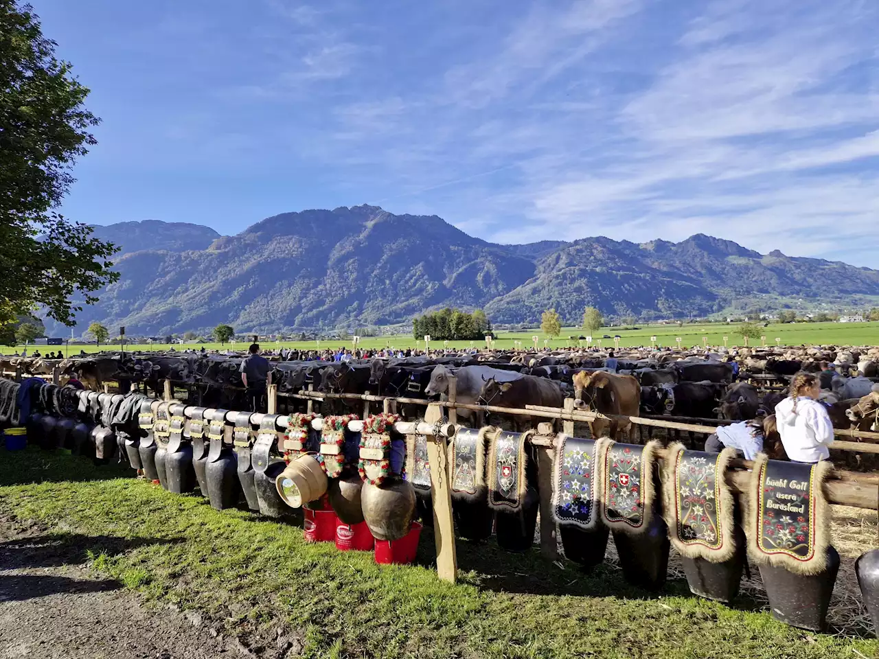 Viehschau in Schänis erlangt den Sieg - Schweizer Bauer