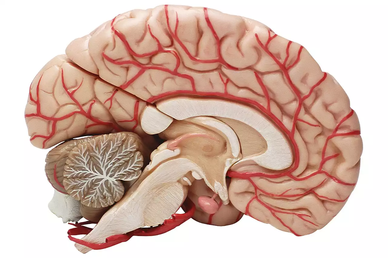 Small but Significant: Differences Between Brains of Primates Revealed – Humans, Apes and Monkeys