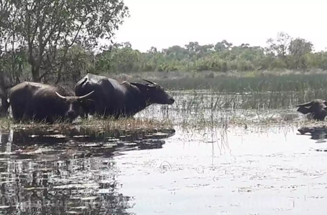 Thailand province Phatthalung's Thale Noi Wetland buffaloes get FAO recognition