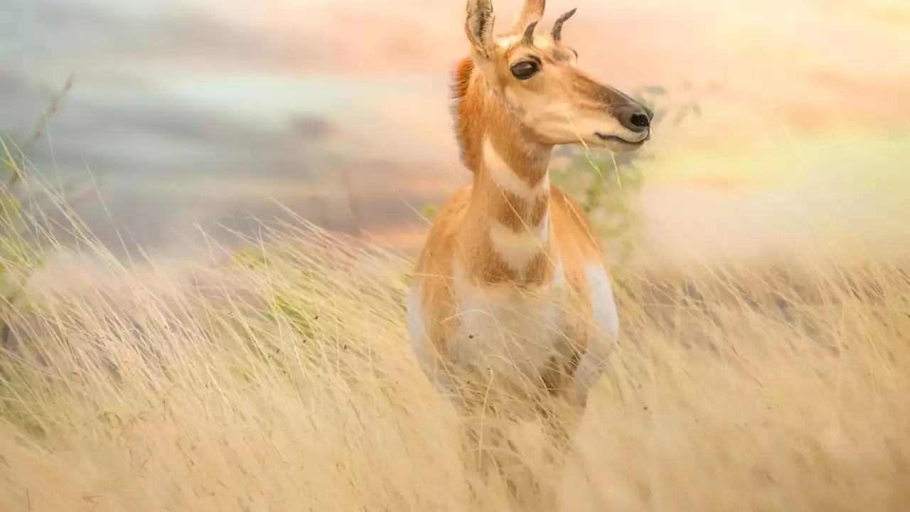 Sonoita pronghorn by Tucson photographer wins photo contest