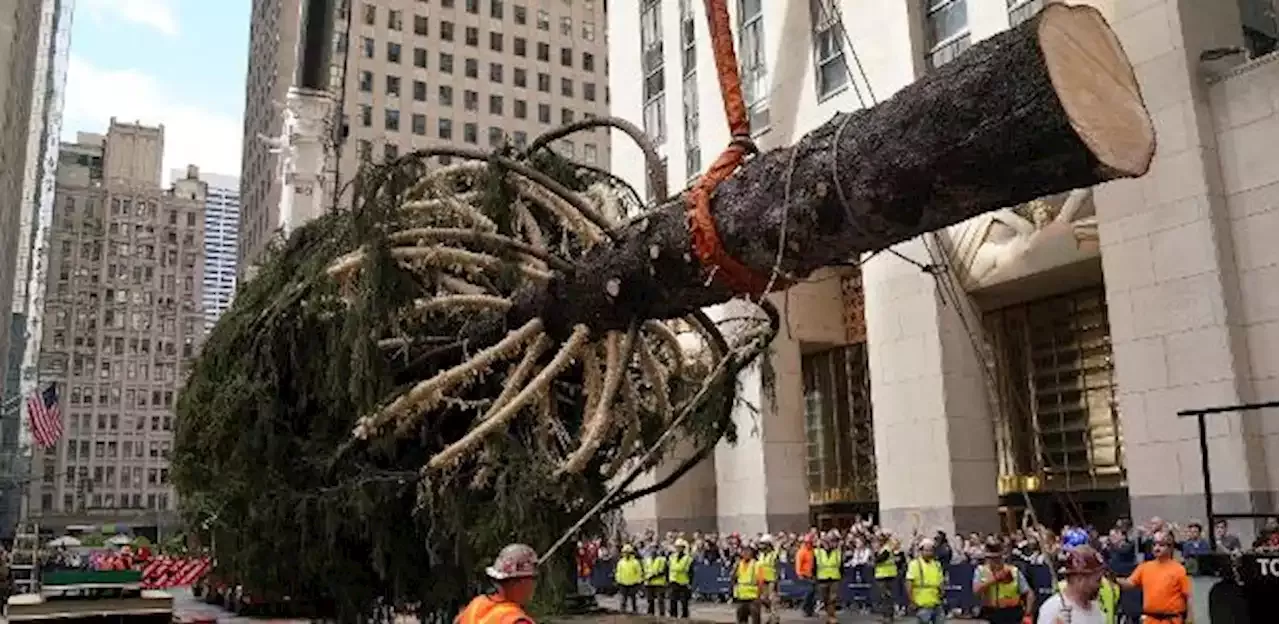 Nova York escolhe árvore de 90 anos e 24 metros para celebrar Natal de 2022