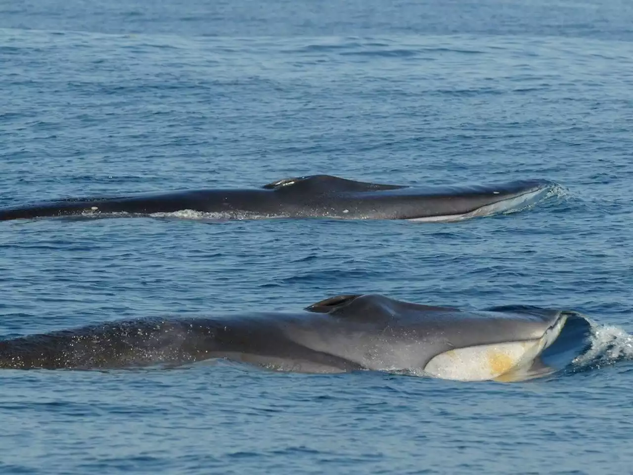 Expert fears fin-whale protections will be downgraded just as risks ramp up