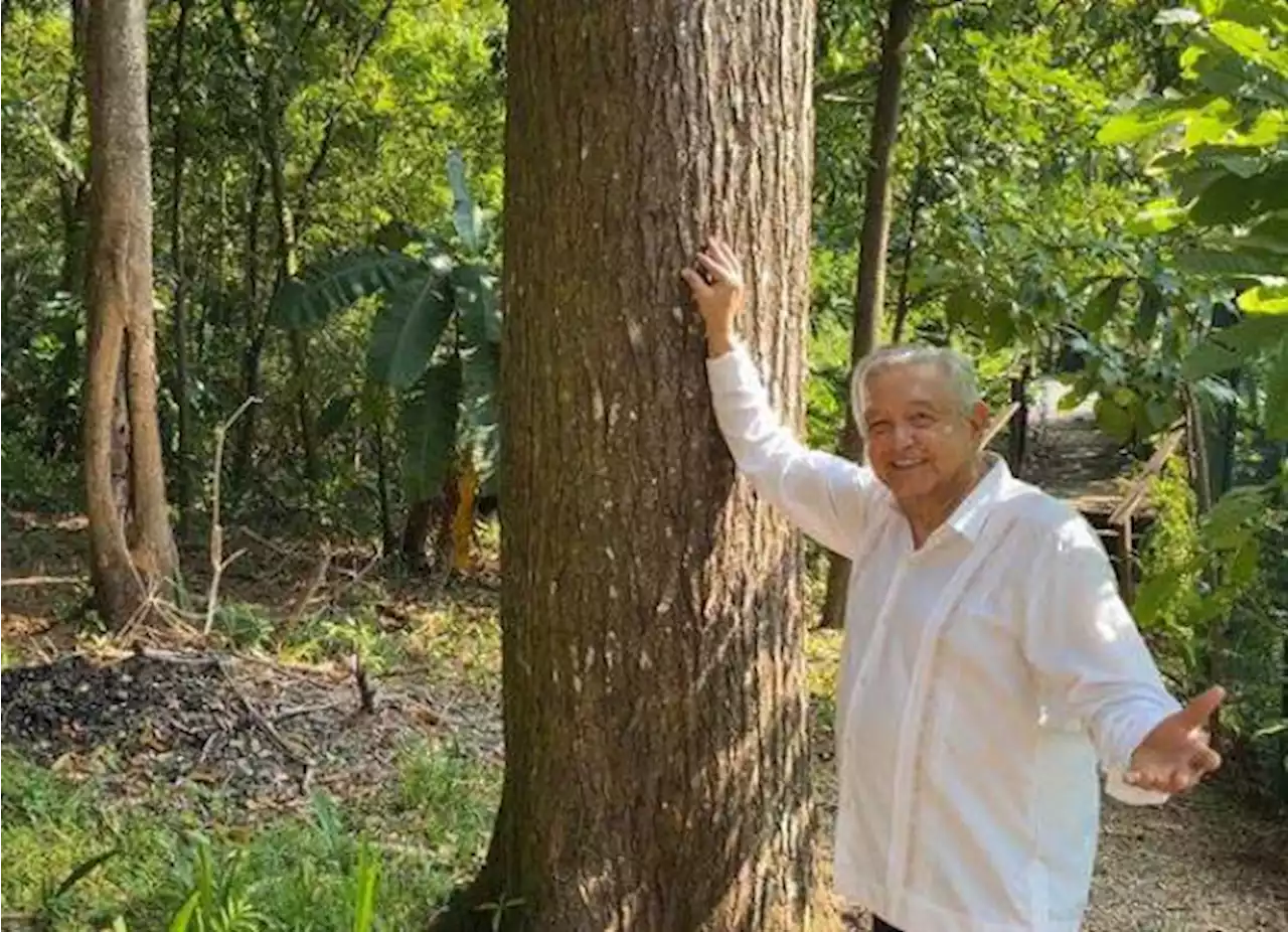 AMLO dice que “está fuerte” como un cedro, agradece felicitaciones por su cumpleaños 69