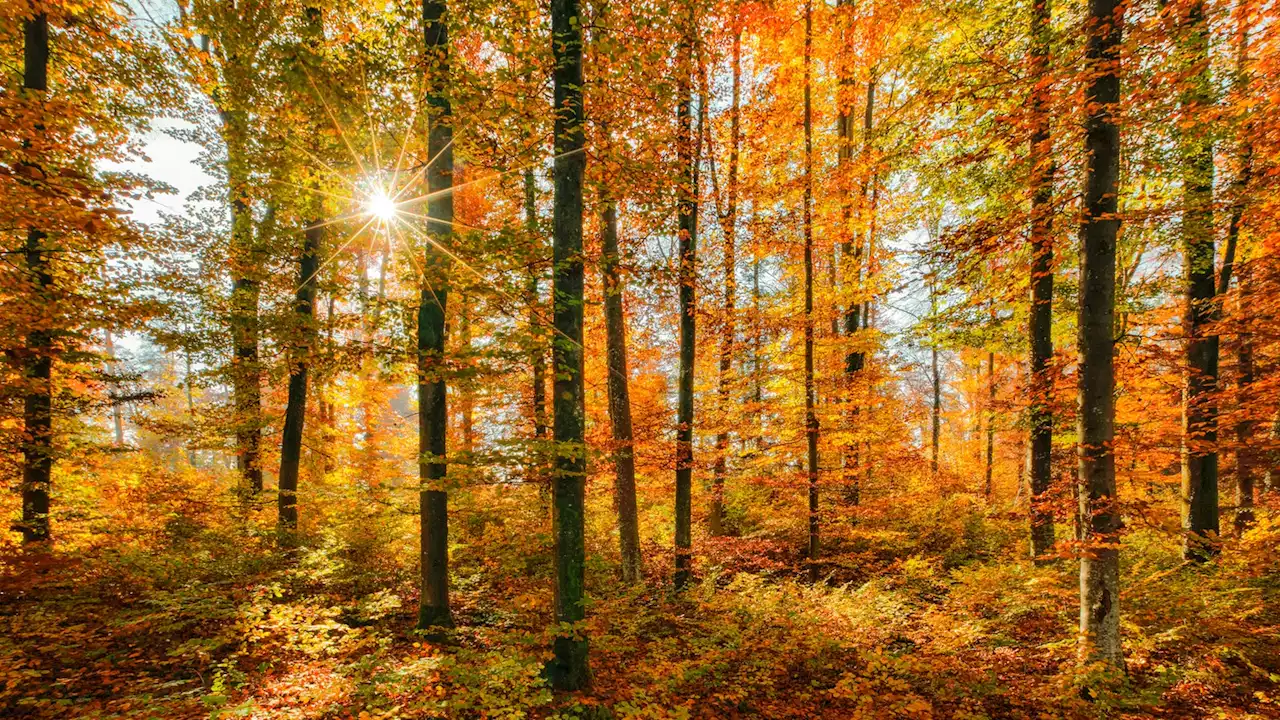 Milder November: Wie sich das NRW-Klima verändert hat