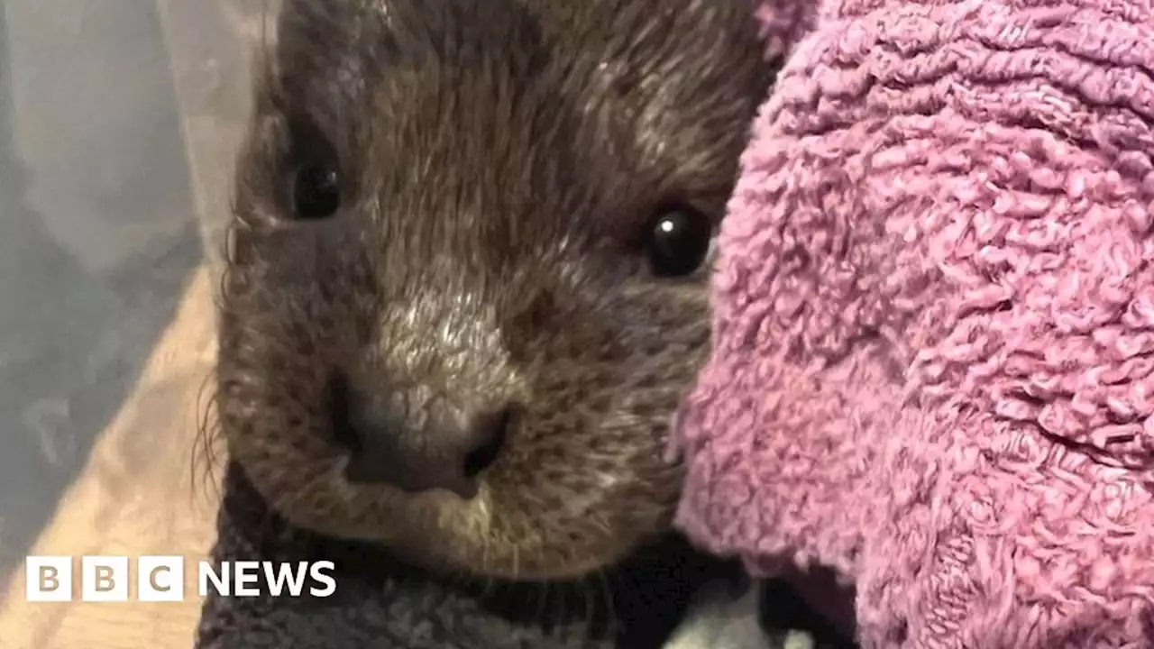 Baby otter saved from side of busy Aberdeenshire road