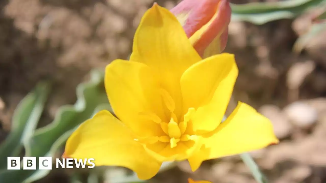 Testing by Cambridge lab confirms new tulip found in Kyrgyzstan