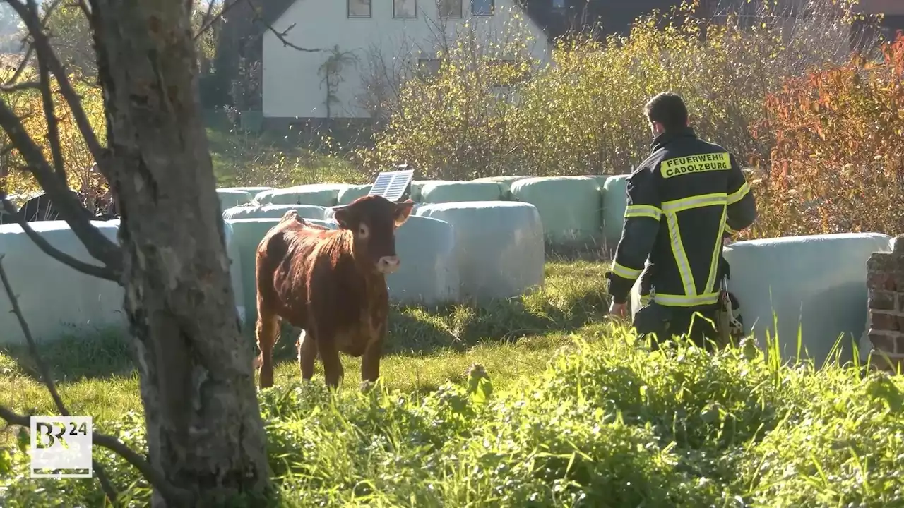 Suchaktion: Jungbullen im Landkreis Fürth ausgebüxt