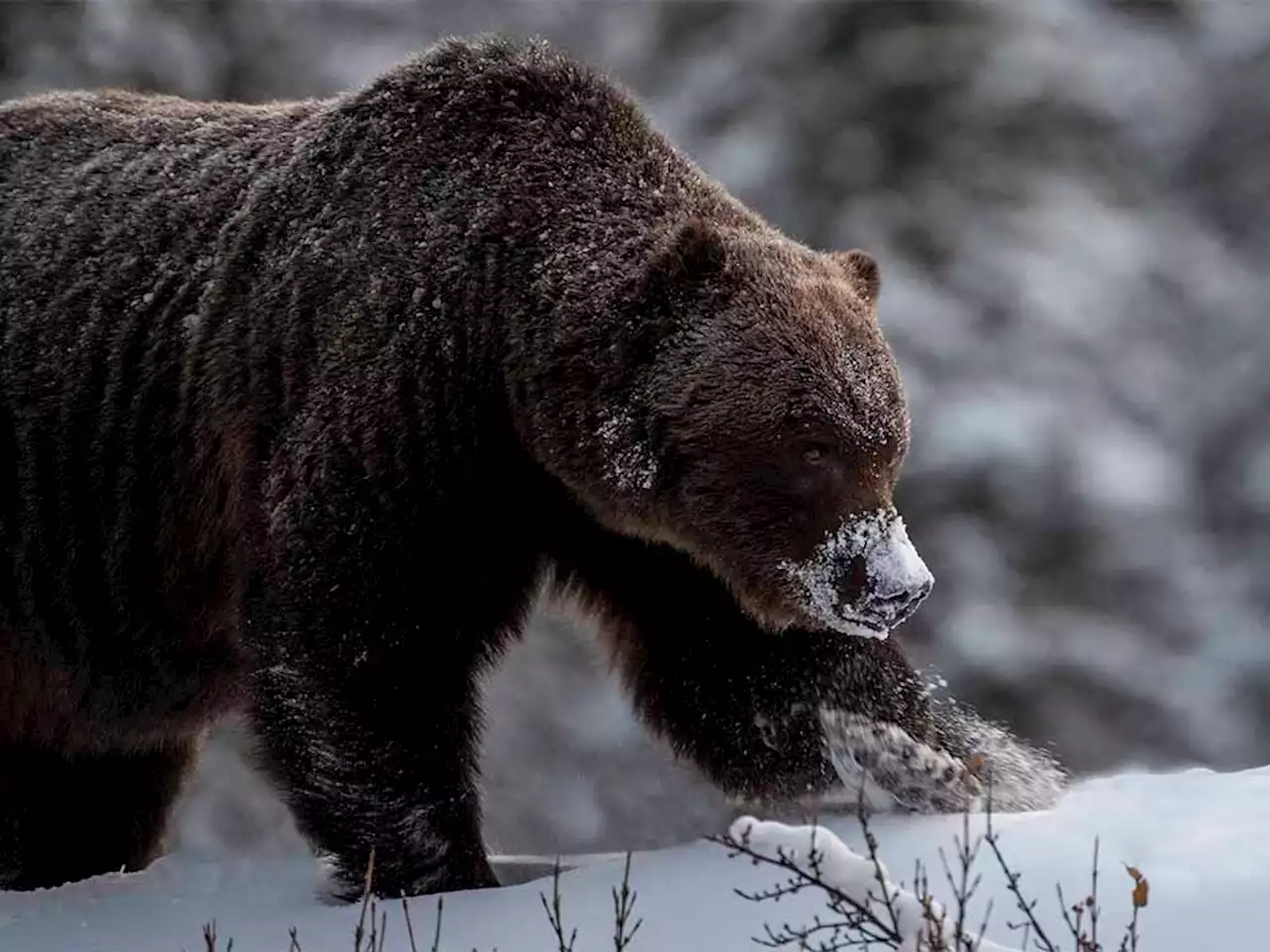 Banff photographer encounters Bow Valley's toughest grizzly, 'The Boss'