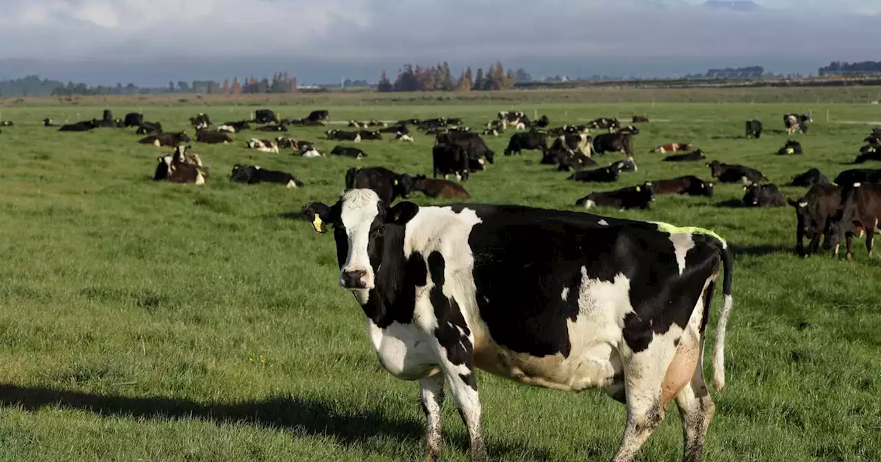 New Zealand targets cow burps to help reduce global warming