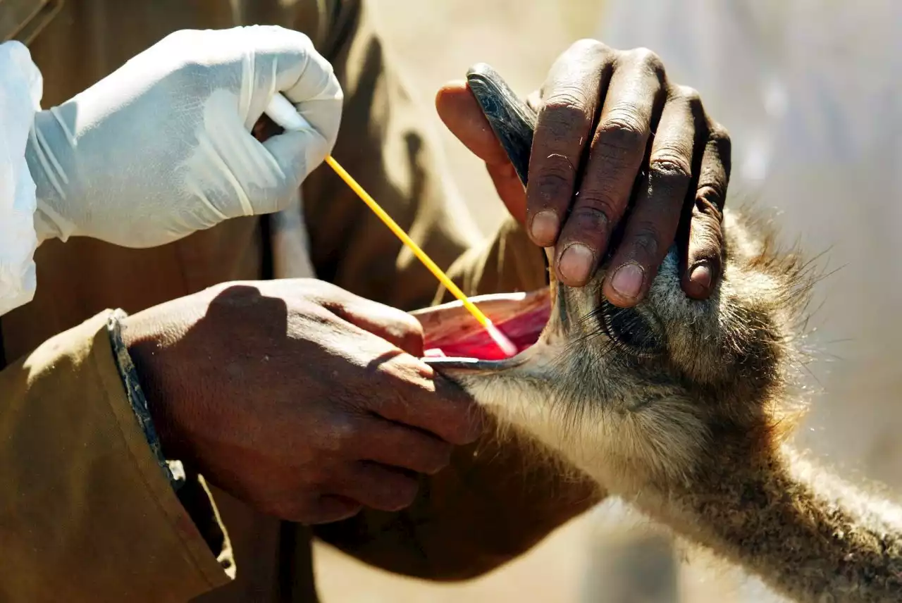 Bird Flu: South Africa reports bird flu outbreak on small farm