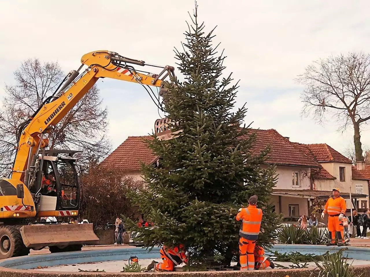 Adventszeit naht: Fünf Christbäume in Landau aufgestellt - idowa