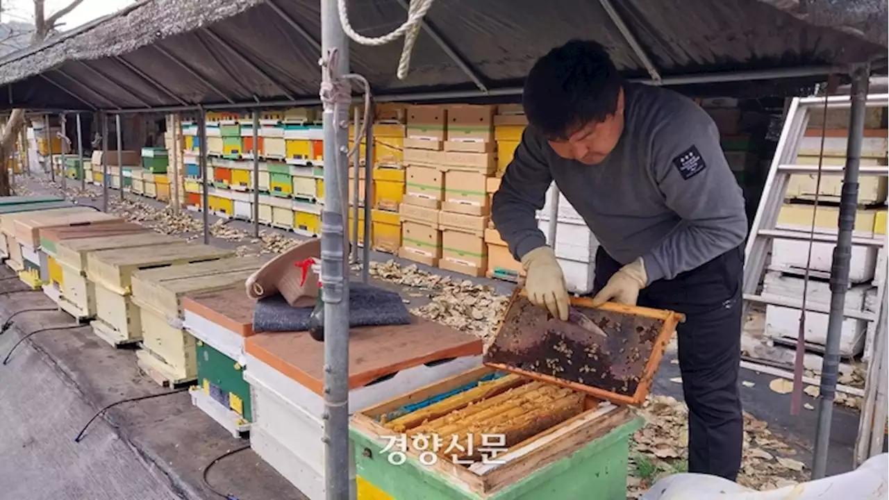 ‘78억 꿀벌 실종’ 1년도 안 됐는데···벌통이 또 비고 있다