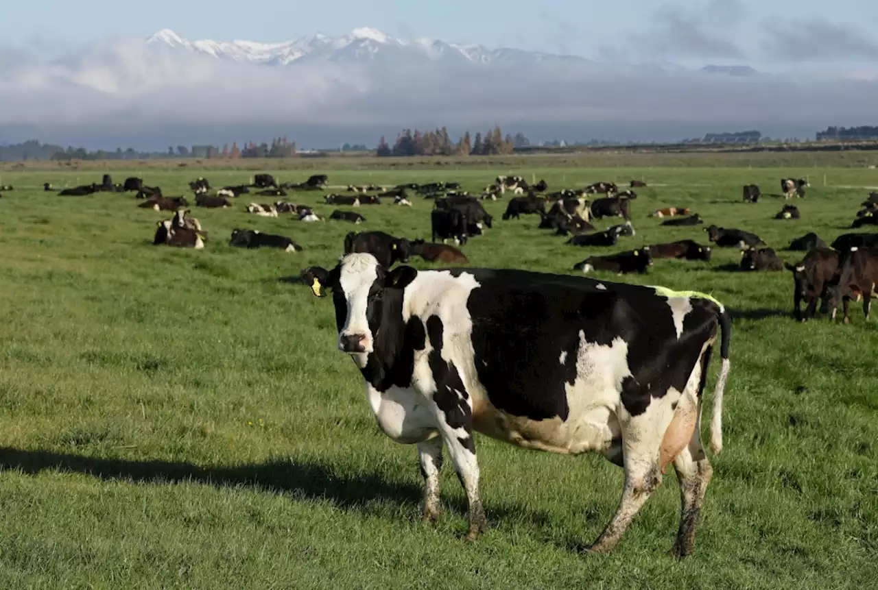 To reduce global warming, New Zealand targets cow burps