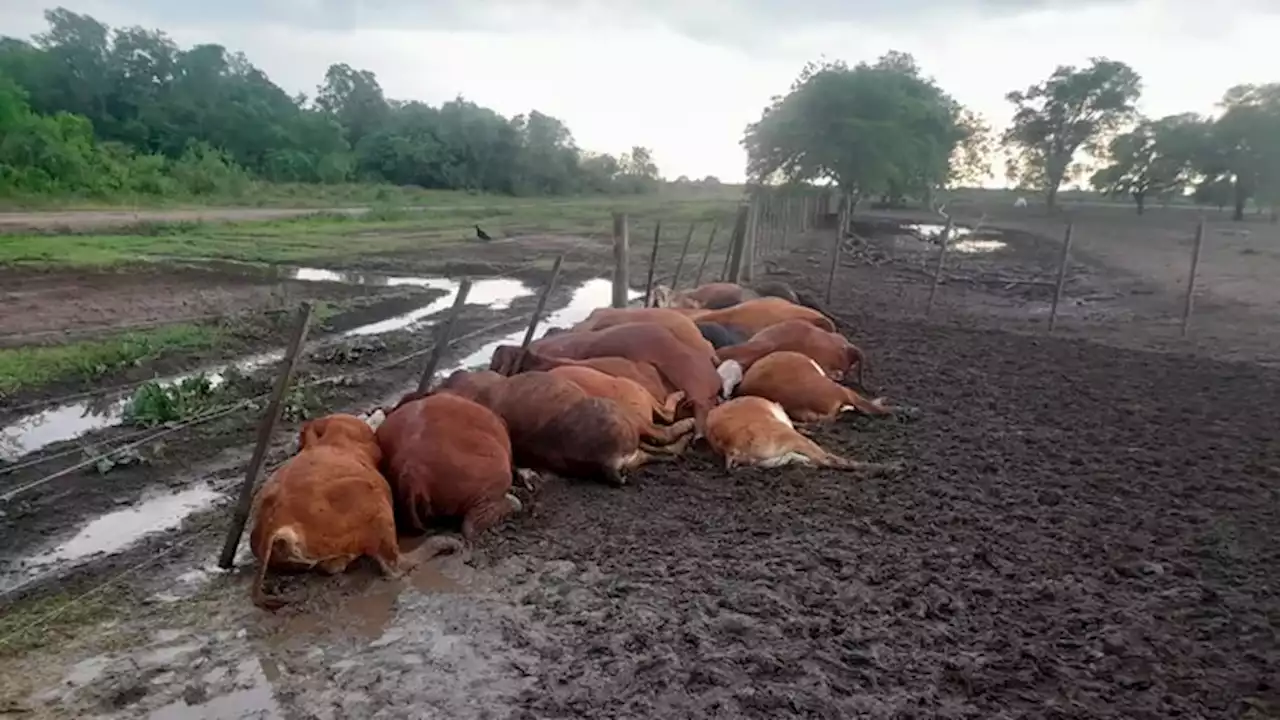 Horror en Formosa: un rayo fulminó a 65 terneros dentro de un corral