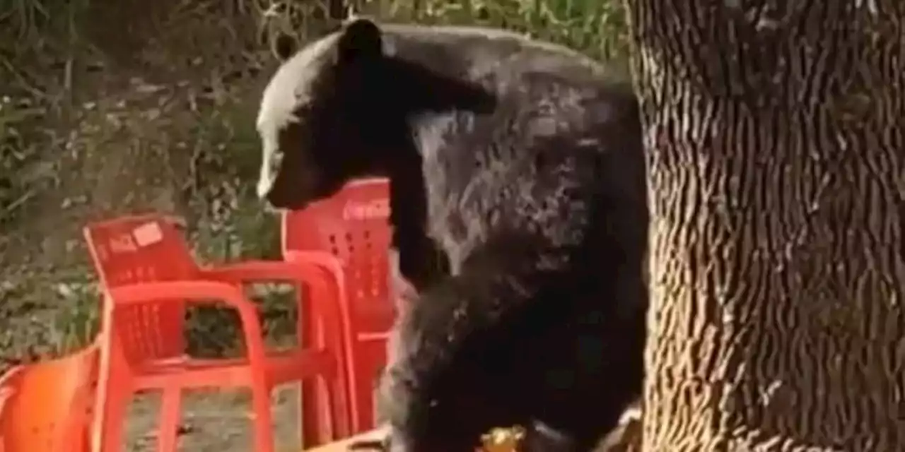 (VIDEO) Captan a oso bailarín en Nuevo León; se vuelve viral en redes sociales