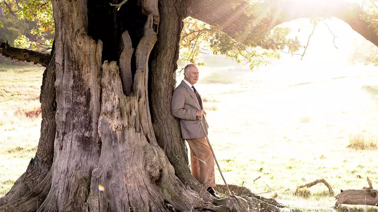 New photo of King Charles released to mark first birthday as Monarch