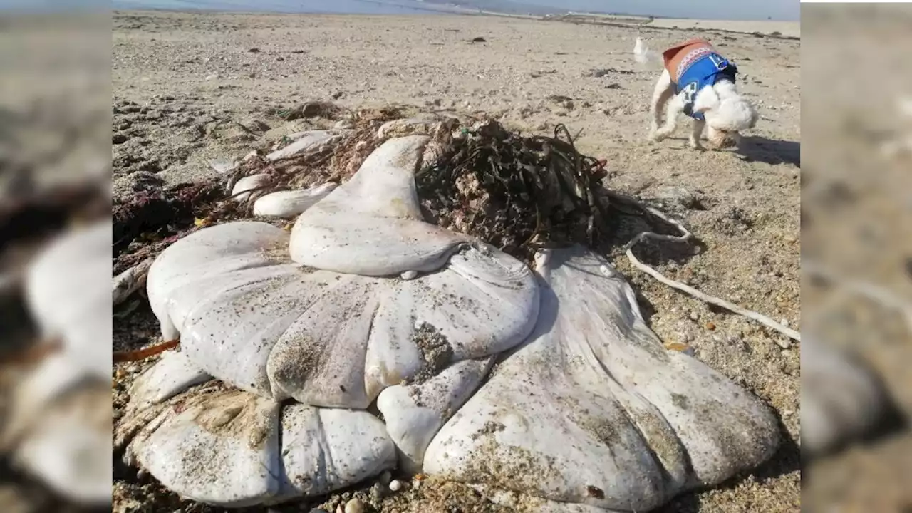 Weird 'alien' sacks wash up on UK beach, most likely a whale's stomach