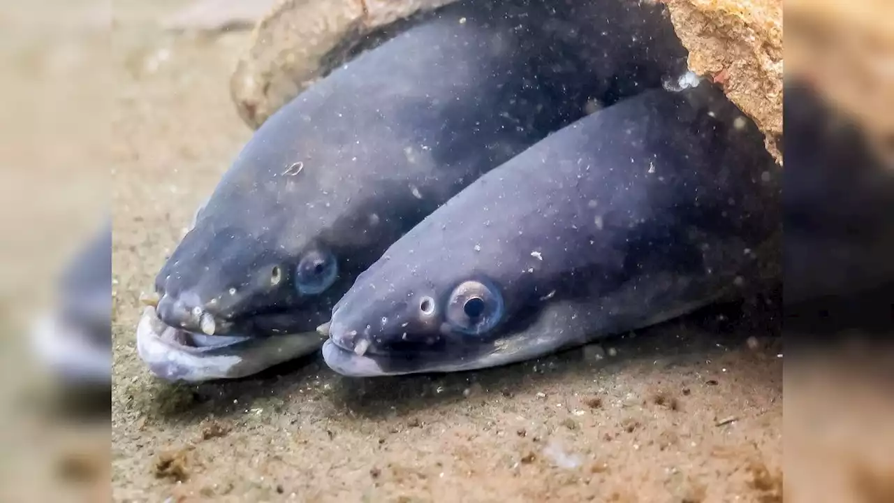 Where do eels come from?