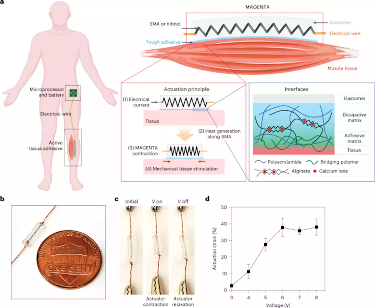 Active tissue adhesive activates mechanosensors and prevents muscle atrophy - Nature Materials