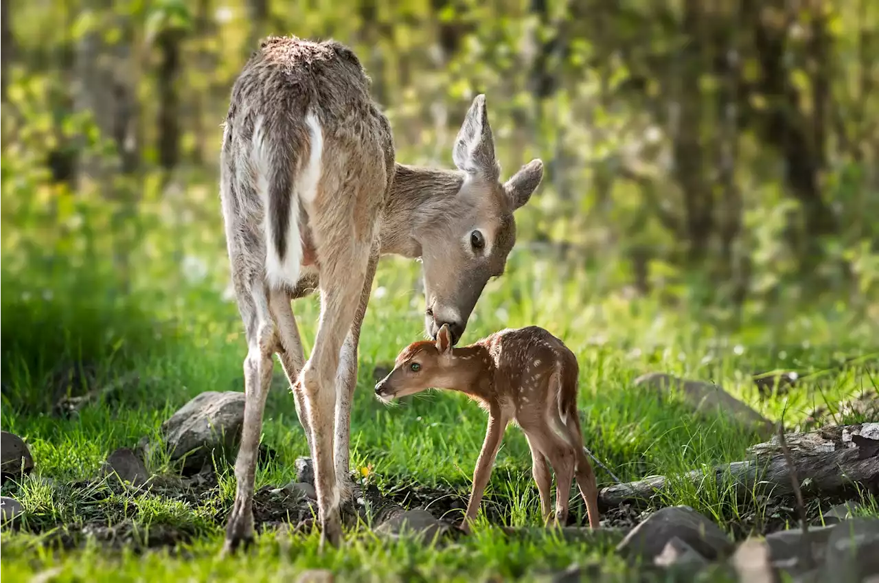 SARS-CoV-2 detected in white-tailed deer in Canada