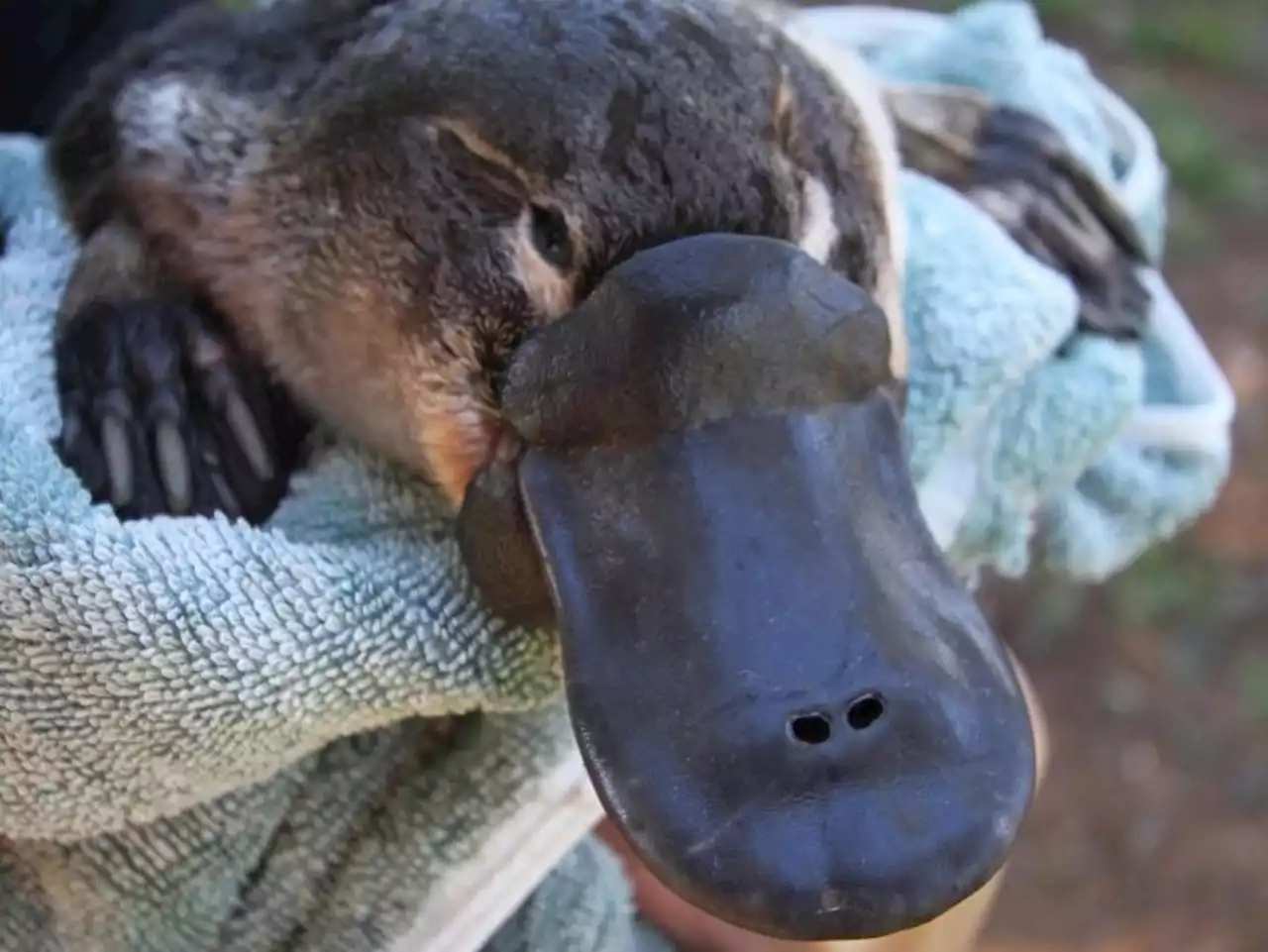 Platypus population at risk because they can't climb over dams