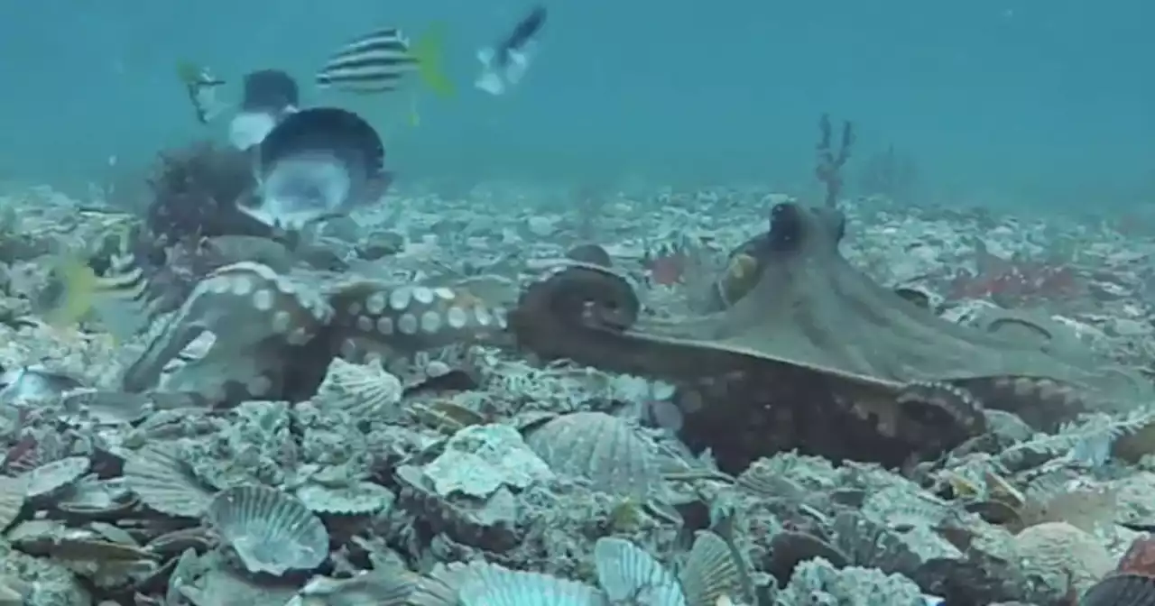 Underwater Cameras Capture Octopuses Hurling Shells at Each Other