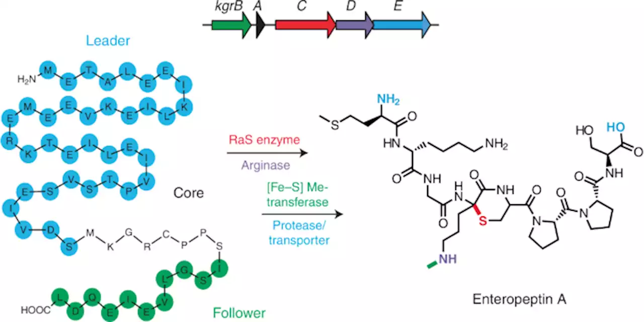 Biosynthesis-guided discovery reveals enteropeptins as alternative sactipeptides containing N-methylornithine - Nature Chemistry