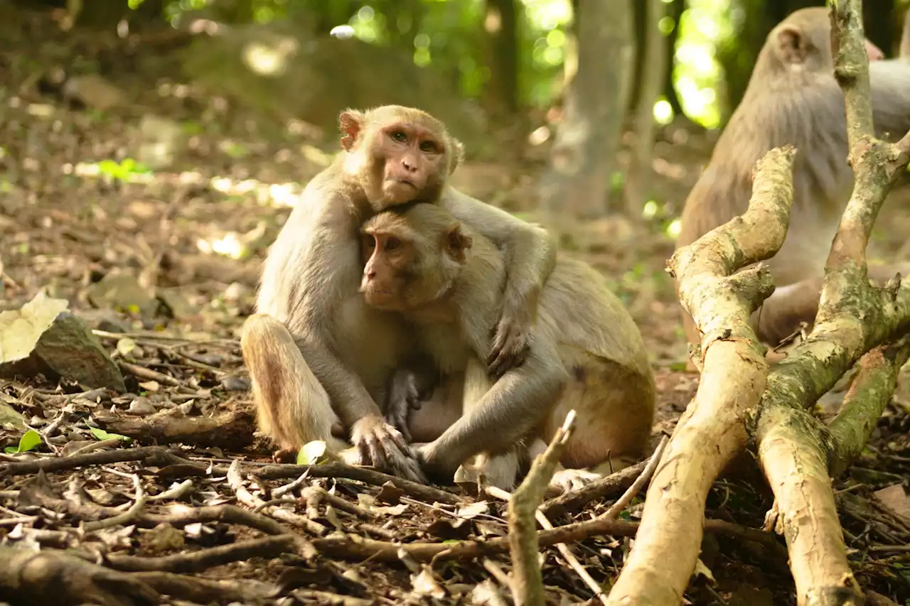 Monkeys with close friends have friendlier gut bacteria