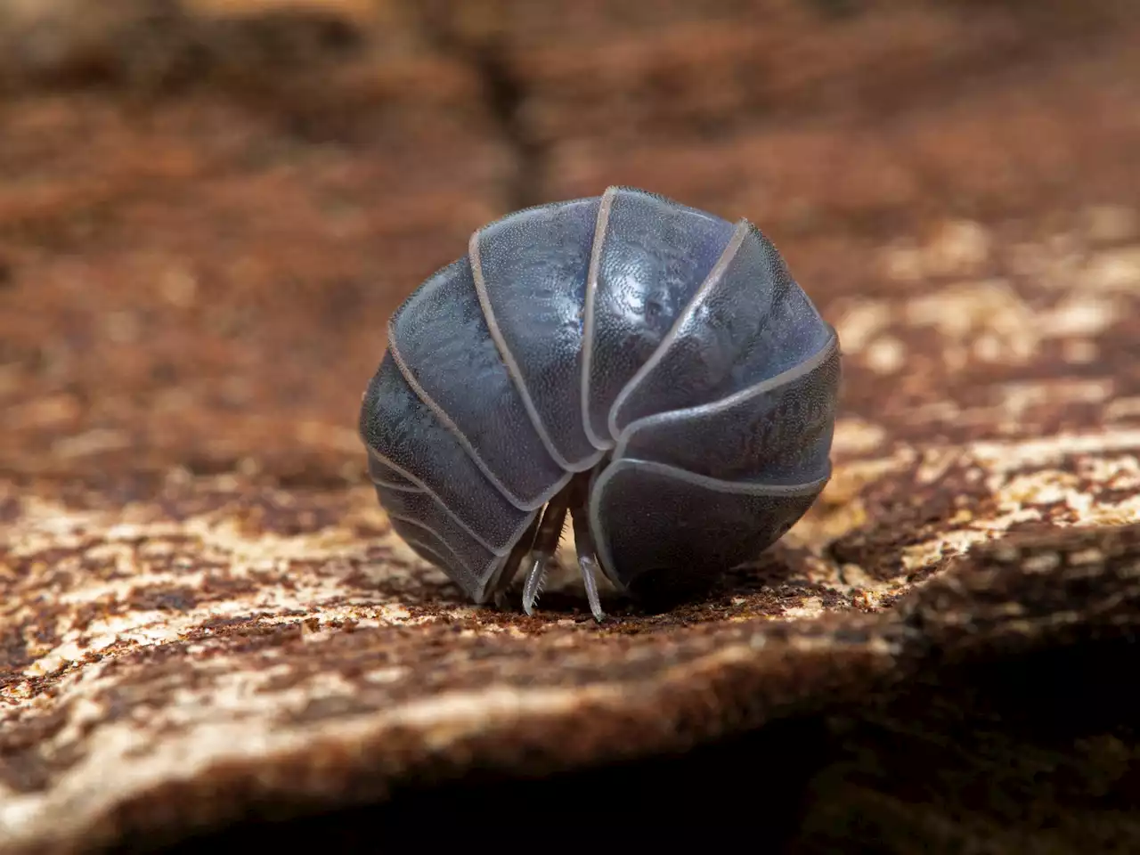 Scientists developed a microrobotic finger that can tickle a bug