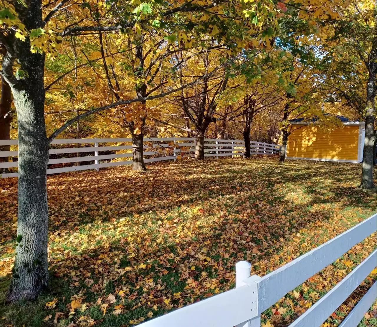 WEATHER PHOTO: Autumn leaves along a river in St. John's, N.L. | SaltWire