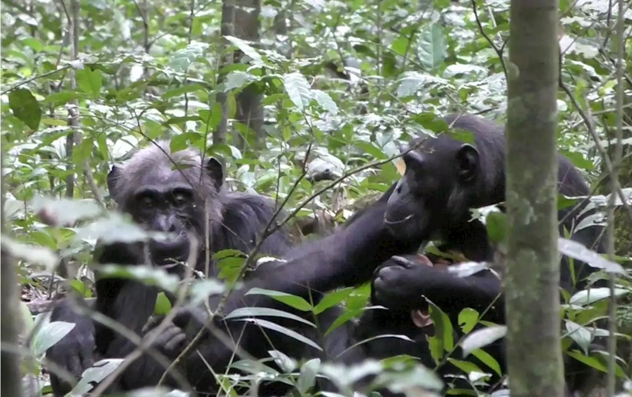 Do Chimps Share Cool Stuff Just for Fun? Uganda Forest Study Provides a Hint That They Might